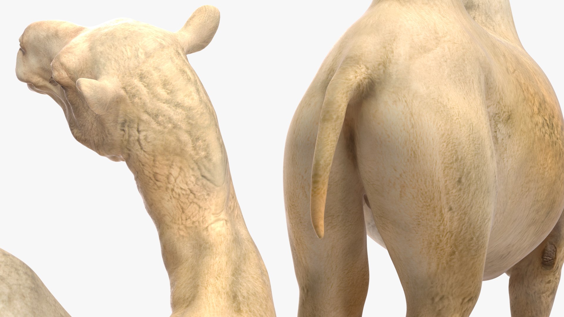 3D Bactrian Camel Light Colored Standing Pose https://p.turbosquid.com/ts-thumb/0q/hMklgF/bS/bactriancamellightcoloredstandingposevray3dmodel016/jpg/1724747759/1920x1080/fit_q87/7ed597c6566e4208a478a463370e96c27188acb2/bactriancamellightcoloredstandingposevray3dmodel016.jpg