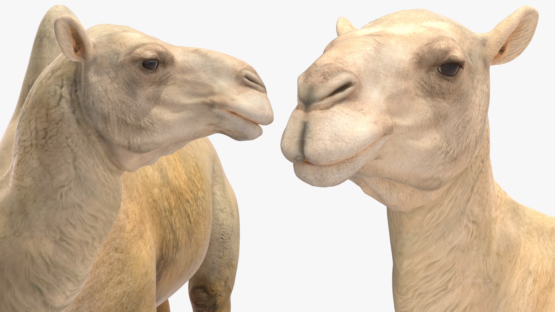 3D Bactrian Camel Light Colored Standing Pose https://p.turbosquid.com/ts-thumb/0q/hMklgF/fB/bactriancamellightcoloredstandingposevray3dmodel017/jpg/1724747763/1920x1080/fit_q87/2f1fcd82d811faa4323b971d77635b05be4a4e08/bactriancamellightcoloredstandingposevray3dmodel017.jpg
