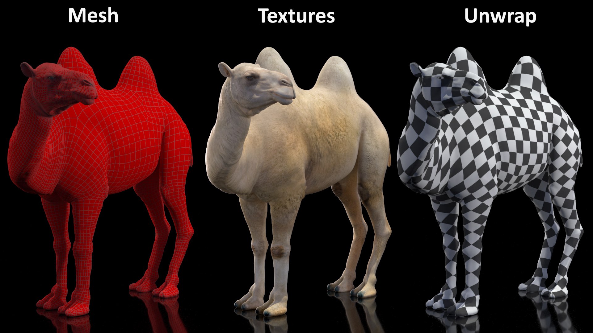 3D Bactrian Camel Light Colored Standing Pose https://p.turbosquid.com/ts-thumb/0q/hMklgF/pA/bactriancamellightcoloredstandingposevray3dmodel018/jpg/1724747766/1920x1080/fit_q87/f1430c000284f727fa39fe40308f39c1f282c85a/bactriancamellightcoloredstandingposevray3dmodel018.jpg