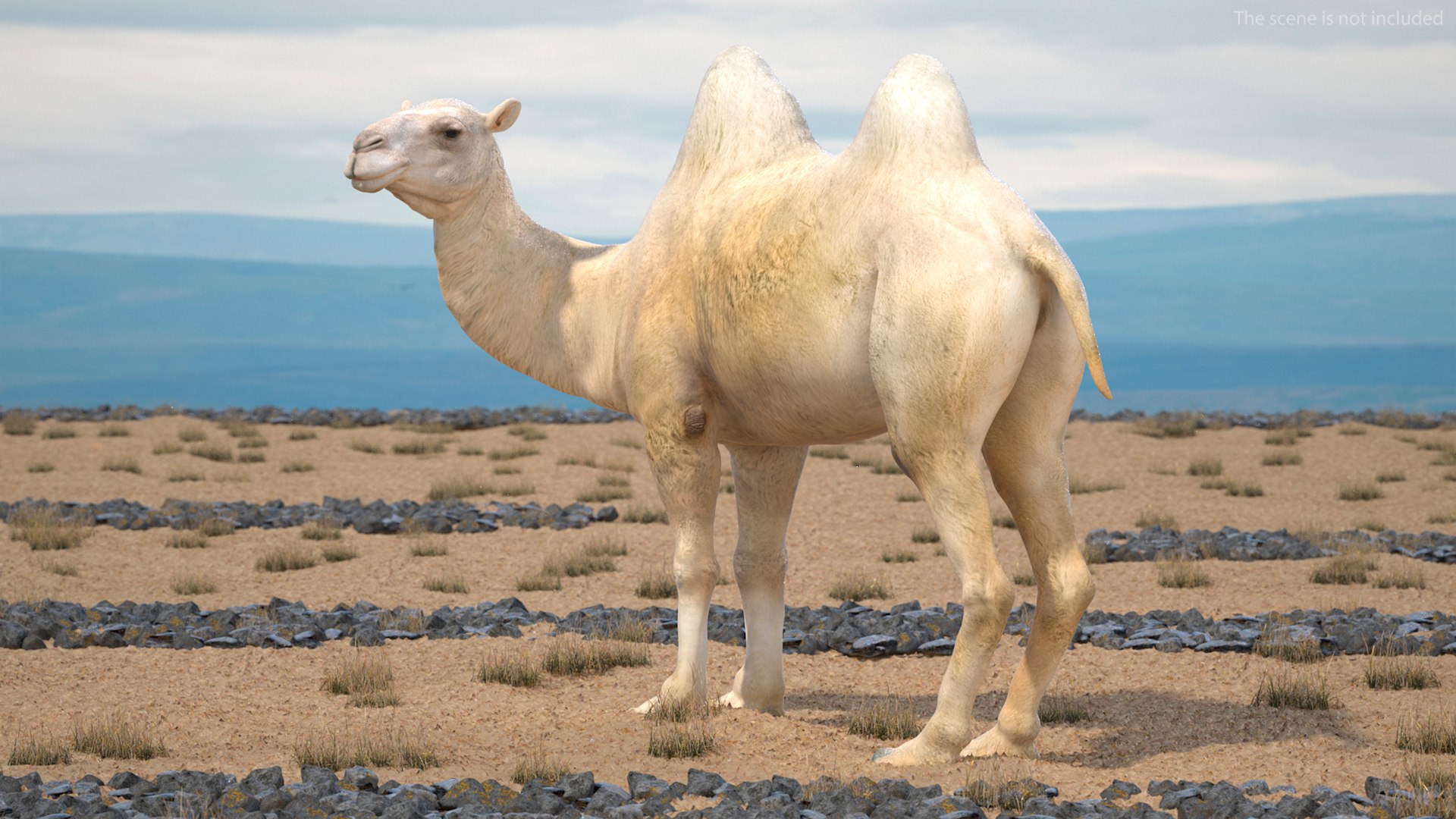 3D Bactrian Camel Light Colored Standing Pose https://p.turbosquid.com/ts-thumb/0q/hMklgF/tN/bactriancamellightcoloredstandingposevray3dmodel003/jpg/1724747711/1920x1080/fit_q87/abe69f39f97bbaa4cdf8e2b192aaaec5bbd4803a/bactriancamellightcoloredstandingposevray3dmodel003.jpg