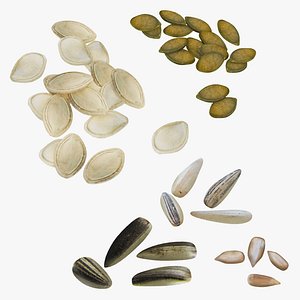 pumpkin sunflower seed model