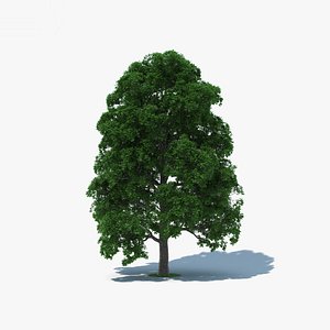 white oak tree model