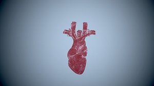 heart organ human model