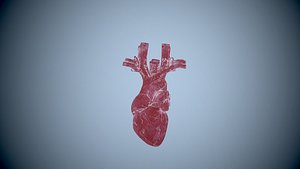 HUMAN HEART Low-poly 3D model