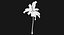 Coconut Palm Trees Asset 1