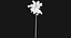 Coconut Palm Trees Asset 1