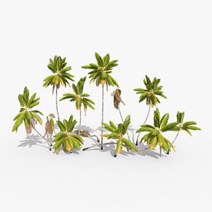 3D cocos coconut palm tree tropical model