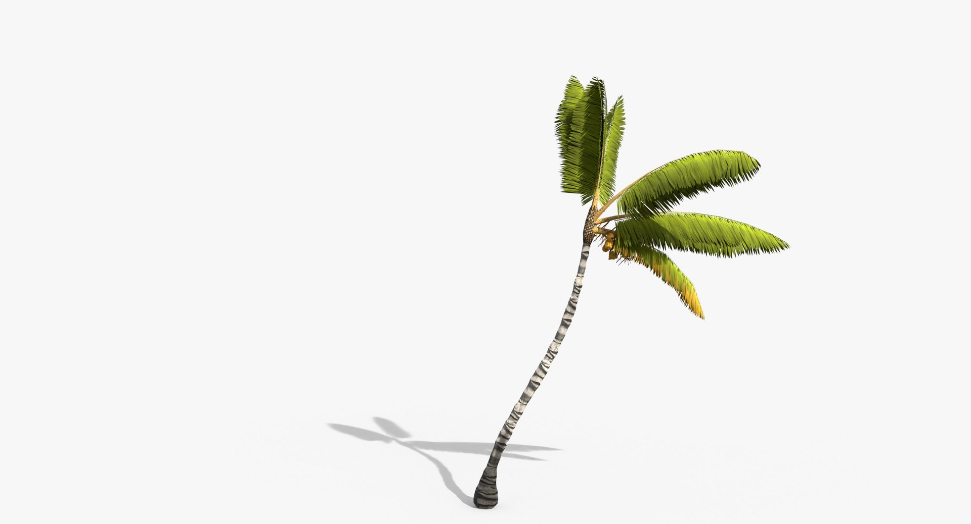 3D cocos coconut palm tree tropical model https://p.turbosquid.com/ts-thumb/0q/sB5Cbl/GRNZ4bkq/cocosnucifera0001/jpg/1524431978/1920x1080/fit_q87/3dea5b46439398c17f3e0c86d79ddf0fe14930de/cocosnucifera0001.jpg