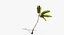 Coconut Palm Trees Asset 1