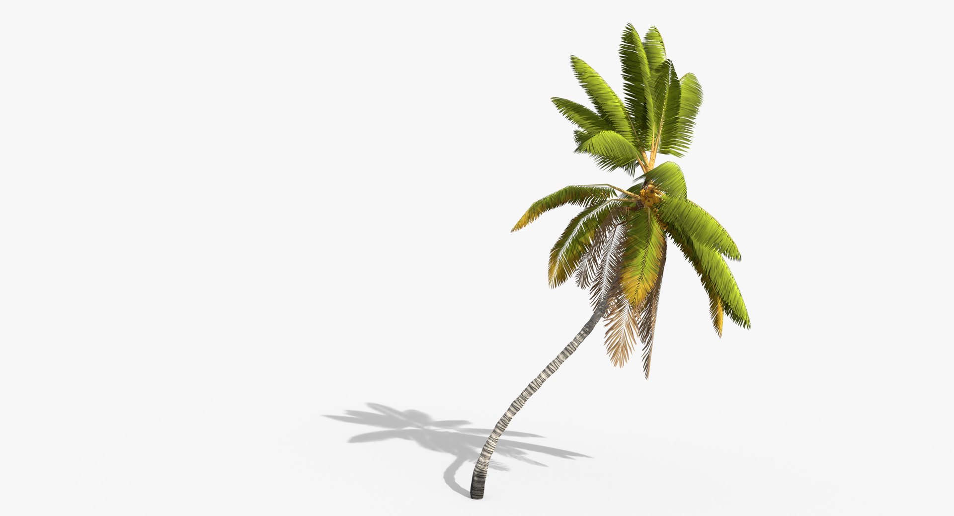 3D cocos coconut palm tree tropical model https://p.turbosquid.com/ts-thumb/0q/sB5Cbl/IkuVNL1B/cocosnucifera_0000/jpg/1524431537/1920x1080/fit_q87/bf3299f848960c6e11eaeb400ade639eab656ad6/cocosnucifera_0000.jpg