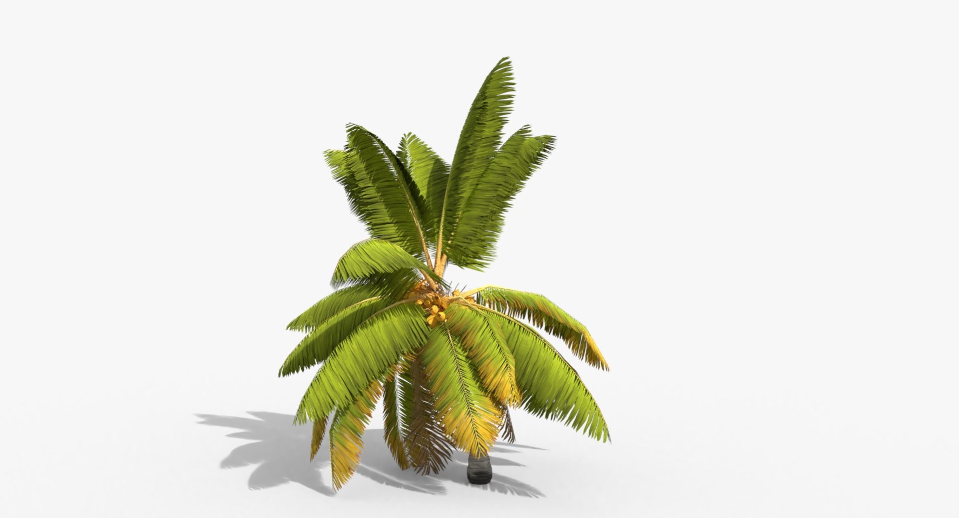 3D cocos coconut palm tree tropical model https://p.turbosquid.com/ts-thumb/0q/sB5Cbl/KauxVUXN/cocosnucifera0001/jpg/1524432002/1920x1080/fit_q87/fe21c2789a418851b5030df1ca2e120f363a4e68/cocosnucifera0001.jpg