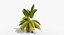 Coconut Palm Trees Asset 1