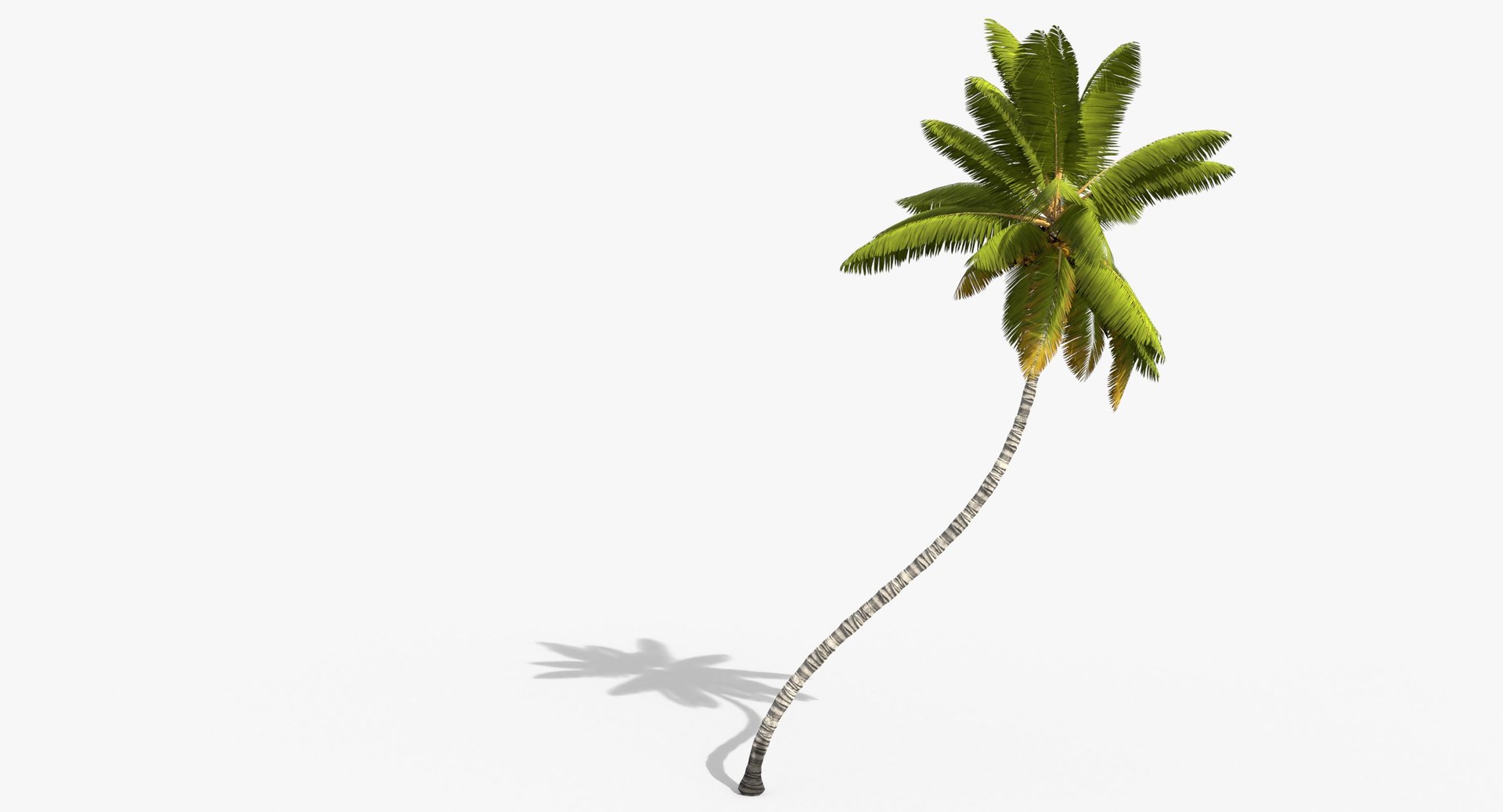 3D cocos coconut palm tree tropical model https://p.turbosquid.com/ts-thumb/0q/sB5Cbl/NdqjwcNa/cocosnucifera0001/jpg/1524431602/1920x1080/fit_q87/4624f04a427011df8f432654cf0ab473bc669a84/cocosnucifera0001.jpg