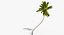 Coconut Palm Trees Asset 1