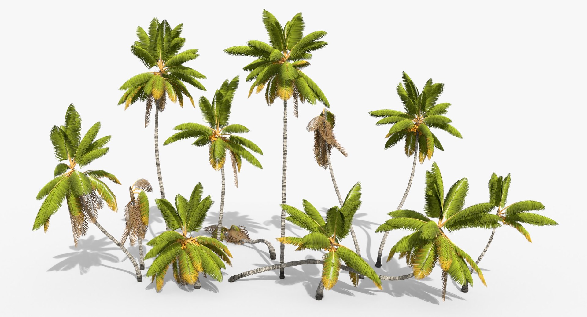 3D cocos coconut palm tree tropical model https://p.turbosquid.com/ts-thumb/0q/sB5Cbl/VpIloIOo/contextimagecocosnucifera_asset02/jpg/1527172585/1920x1080/fit_q87/b136907ee1078f1bed7360b1439e47a0cd2fd457/contextimagecocosnucifera_asset02.jpg