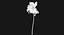 Coconut Palm Trees Asset 1