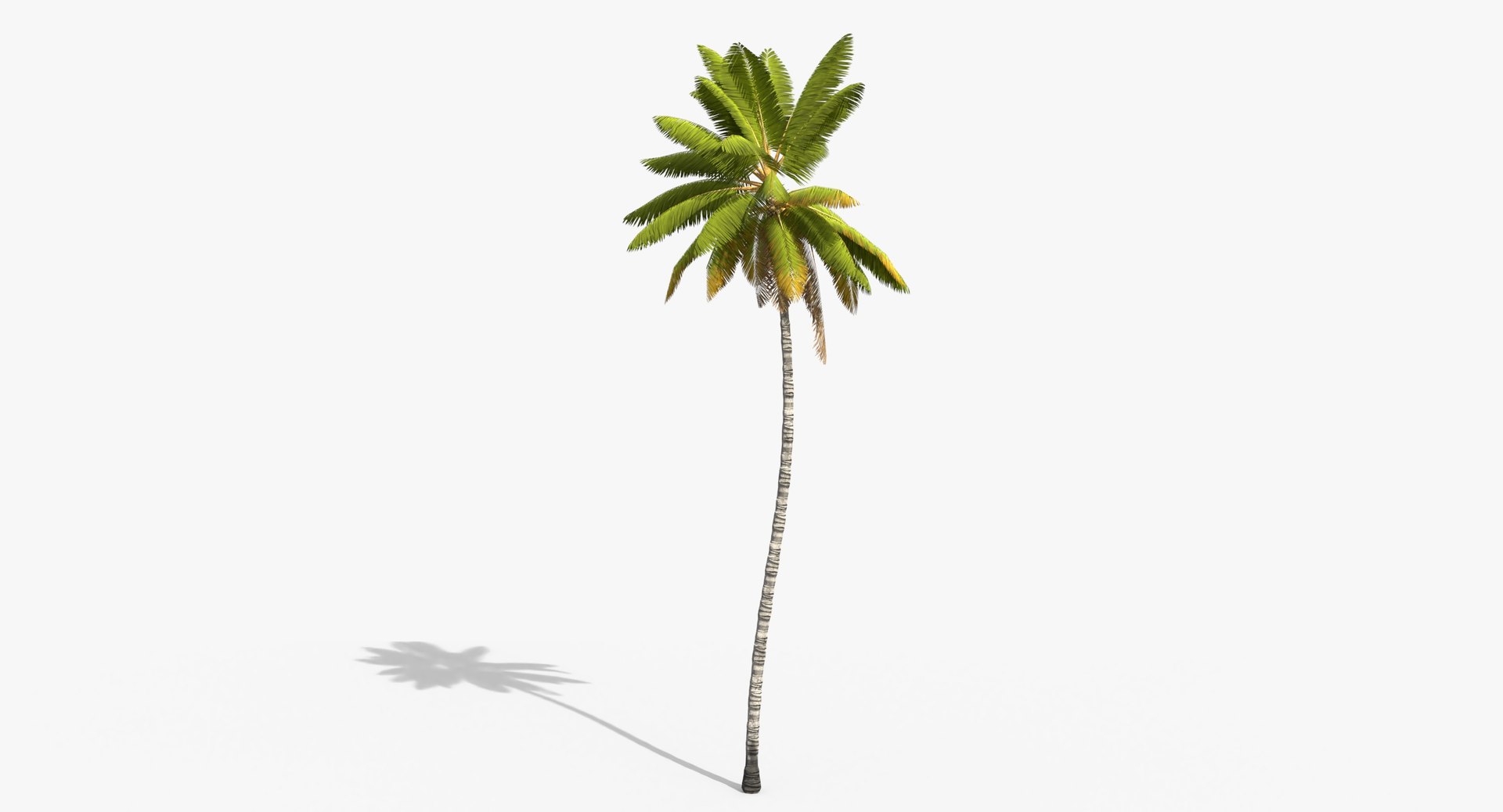 3D cocos coconut palm tree tropical model https://p.turbosquid.com/ts-thumb/0q/sB5Cbl/eB8pX0e9/cocosnucifera0001/jpg/1524431745/1920x1080/fit_q87/6793b30546052d301736e2caae3044eb3624986e/cocosnucifera0001.jpg