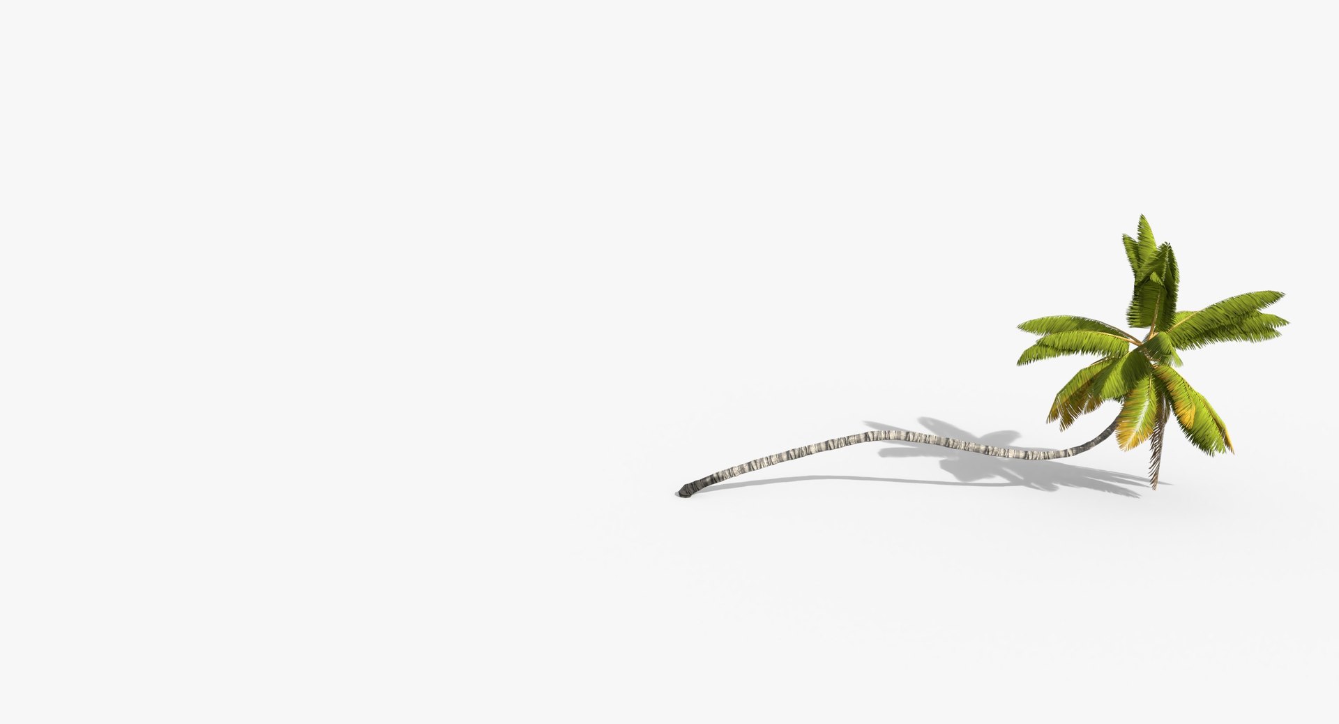 3D cocos coconut palm tree tropical model https://p.turbosquid.com/ts-thumb/0q/sB5Cbl/v6nnmFim/cocosnucifera0001/jpg/1524431695/1920x1080/fit_q87/cfe9f47bc5d68b9f973a2eefb136d53c28f73d5f/cocosnucifera0001.jpg