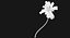 Coconut Palm Trees Asset 1