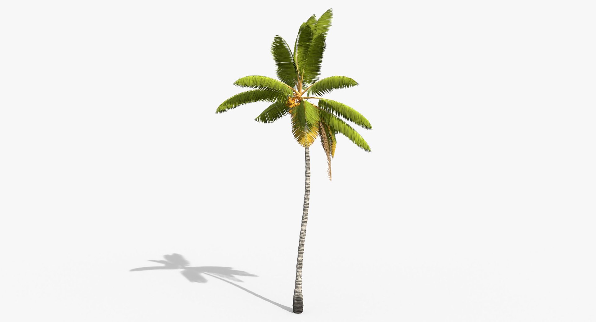 3D cocos coconut palm tree tropical model https://p.turbosquid.com/ts-thumb/0q/sB5Cbl/zPpofRGK/cocosnucifera0001/jpg/1524431729/1920x1080/fit_q87/4648ce0e0e9b70fb99f85a3120b1b08e921bb74c/cocosnucifera0001.jpg