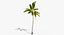 Coconut Palm Trees Asset 1