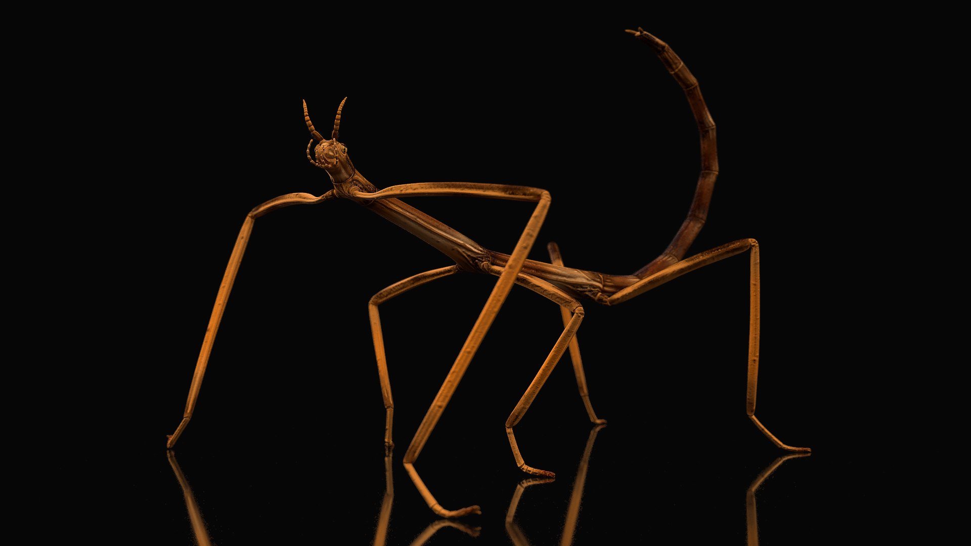 Stick Insect Brown Rigged for Cinema 4D 3D model preview