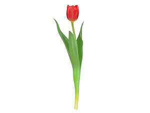 3D Tulip red model