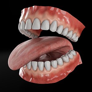 Realistic rigged mouth with gums teeth and tongue 3D model