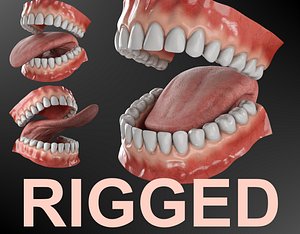 Realistic rigged mouth with gums teeth and tongue 3D model