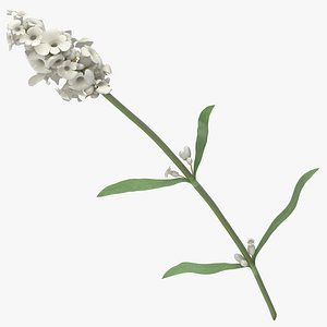 lavandula angustifolia white - 3D model