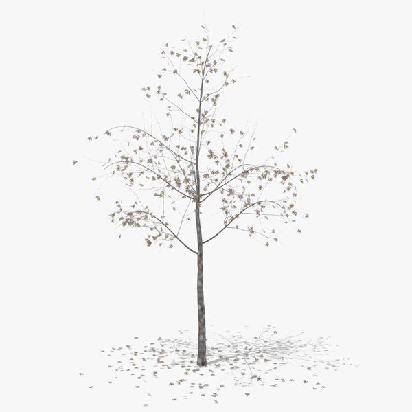 3D hawthorn autumn hight model