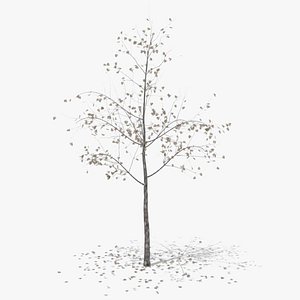 hawthorn autumn hight poly