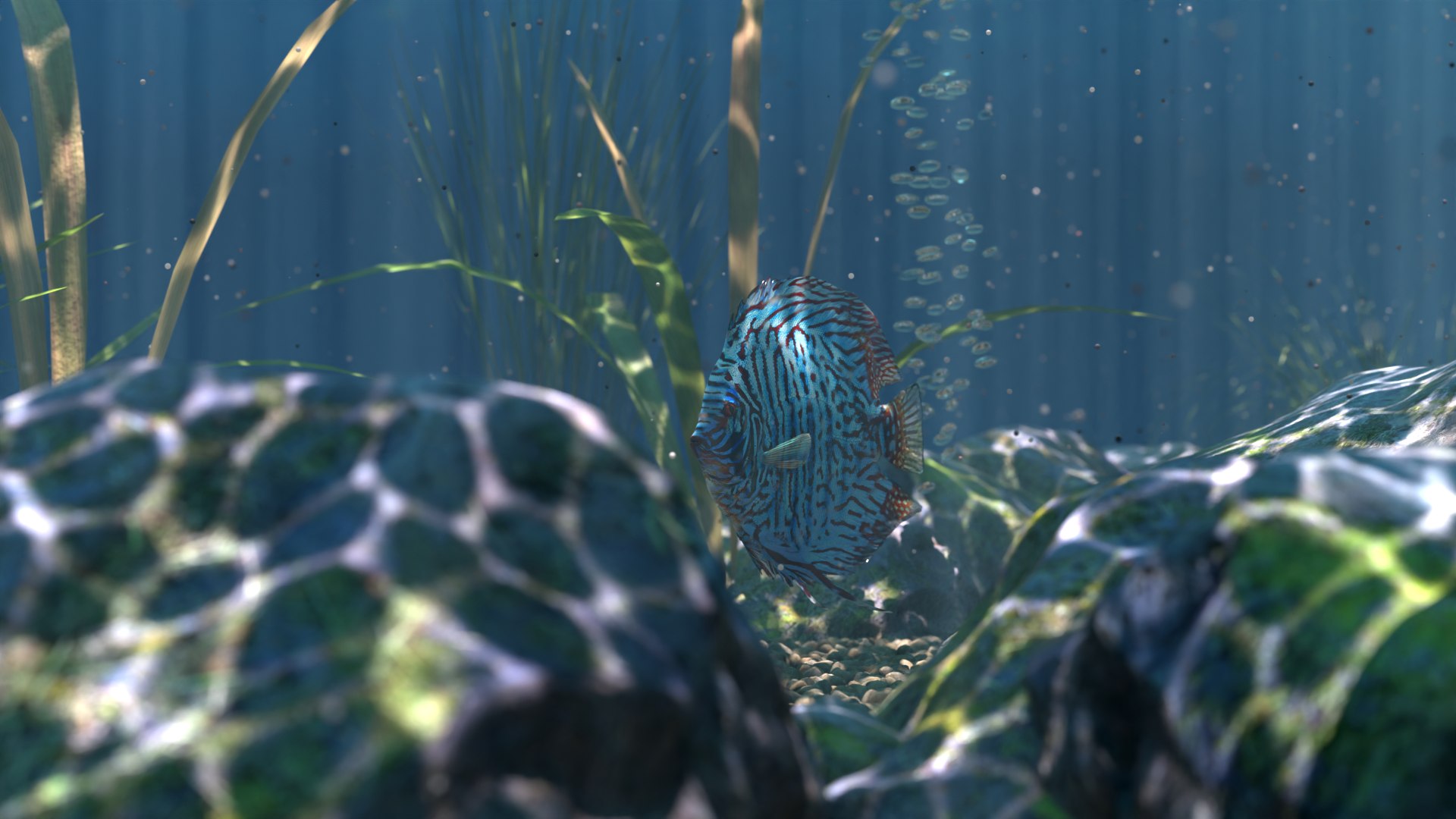 3D Discus Turquaz - TurboSquid 2222465