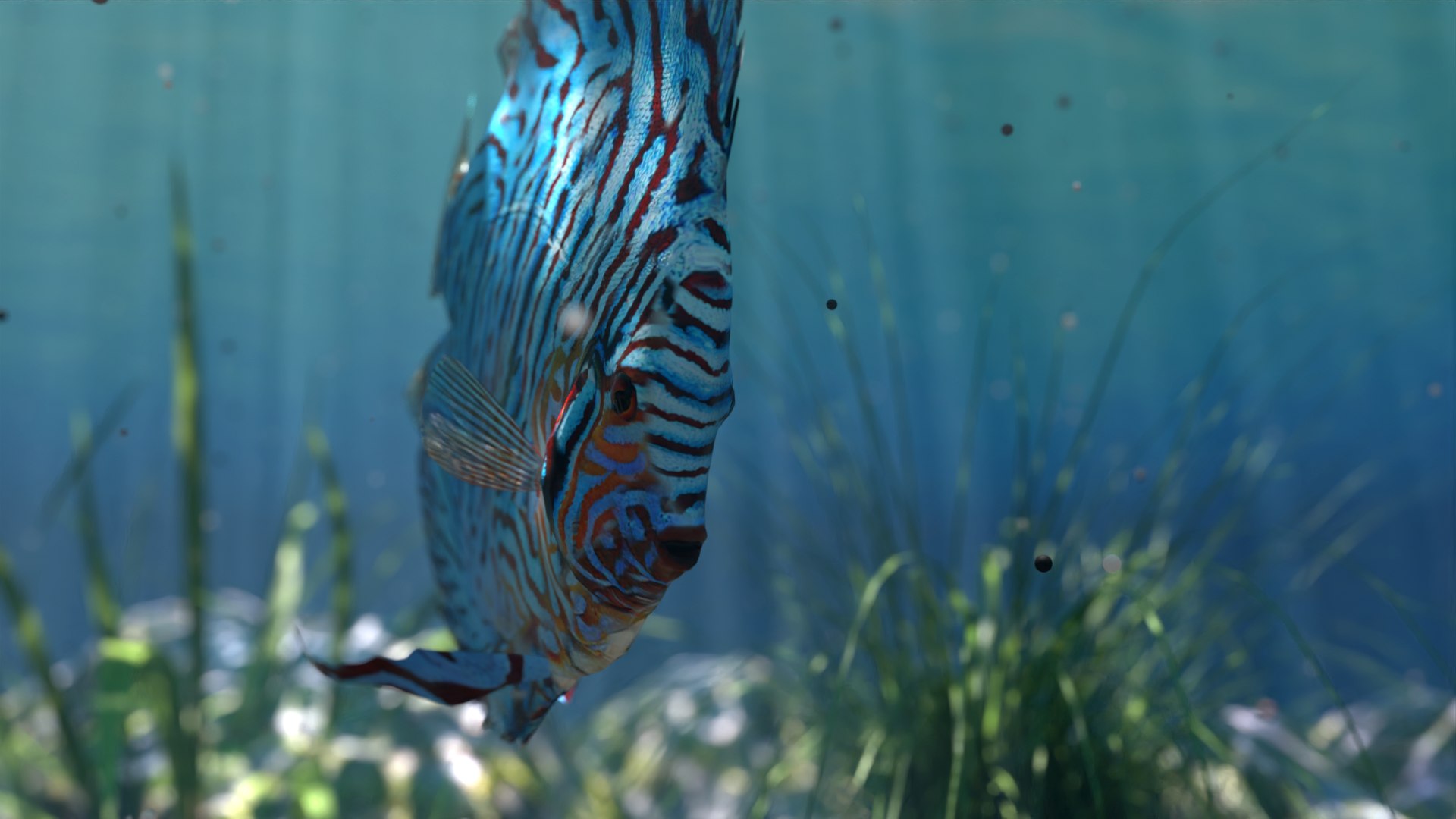 3D Discus Turquaz - TurboSquid 2222465