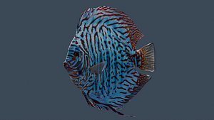 Discus Turquaz