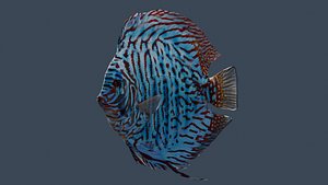 Discus Turquaz