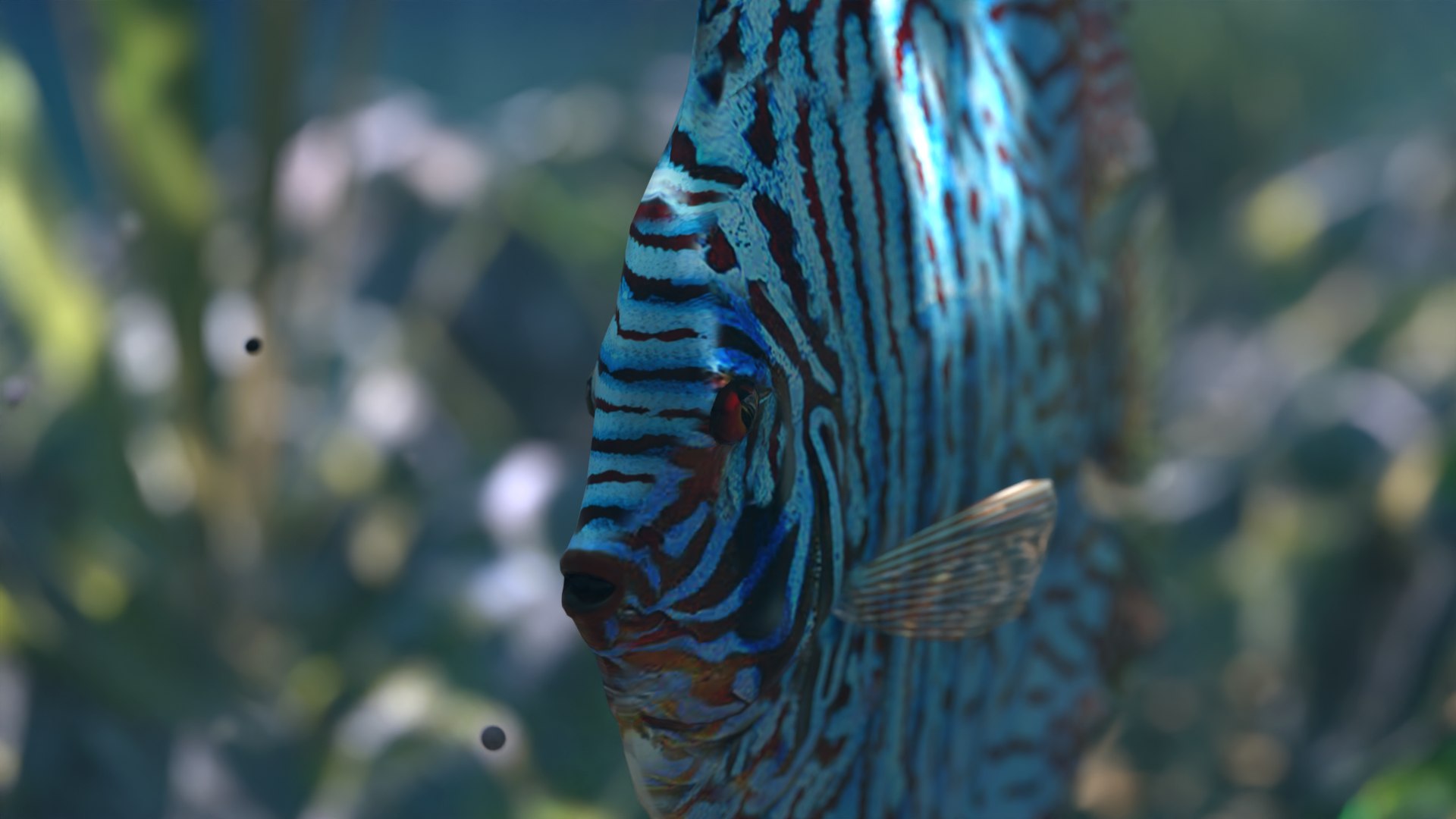 3D Discus Turquaz - TurboSquid 2222465