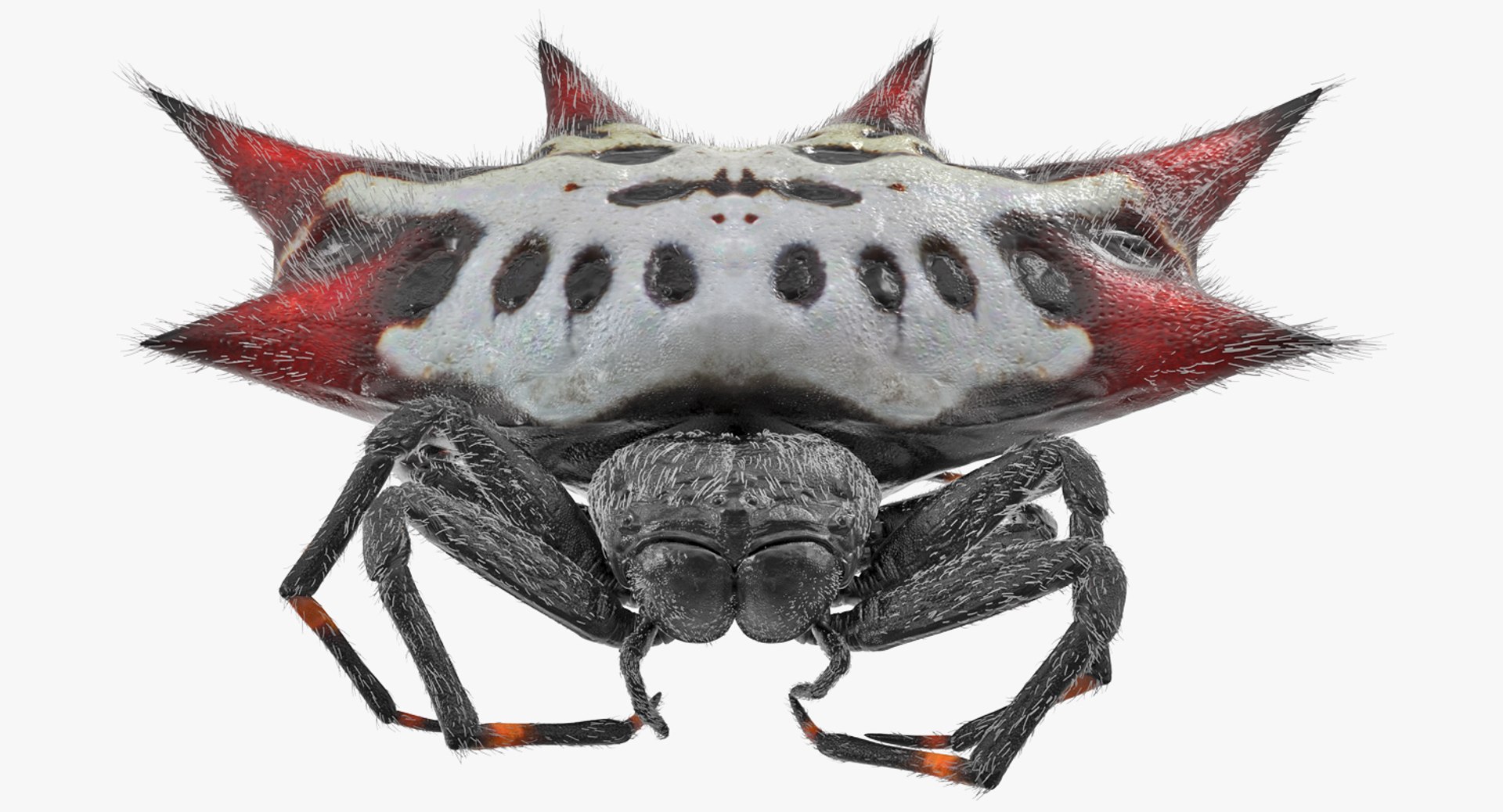 Gasteracantha Spider with Fur 3D Model 3D model preview