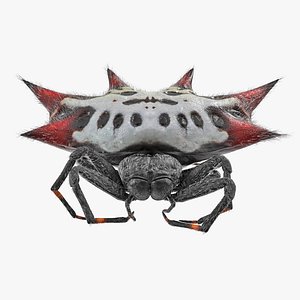 Gasteracantha Spider with Fur 3D Model