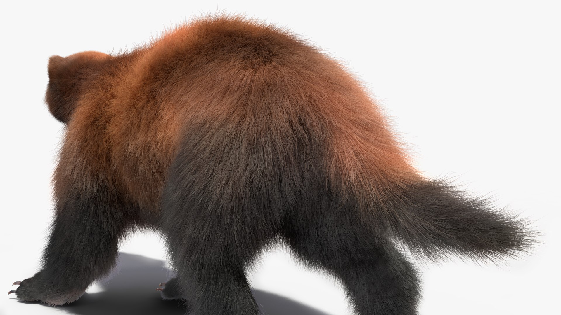 Wolverine Dark Color Walking Pose Fur 3D Model - TurboSquid 2157511