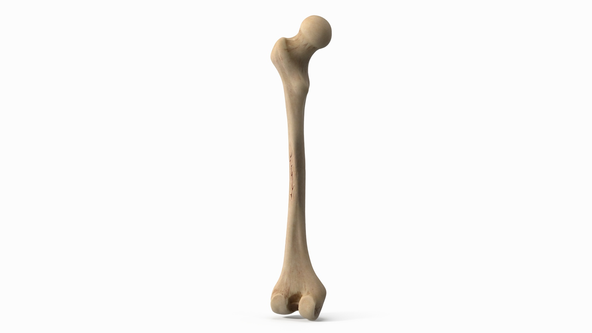3D Human Femur Bone Anatomy https://p.turbosquid.com/ts-thumb/0r/d9NYAy/ZF/human_femur_bone_anatomy_360/jpg/1782796020/1920x1080/turn_fit_q99/2d66d1b2257ecced24b822572c6279626fc1caf4/human_femur_bone_anatomy_360-1.jpg