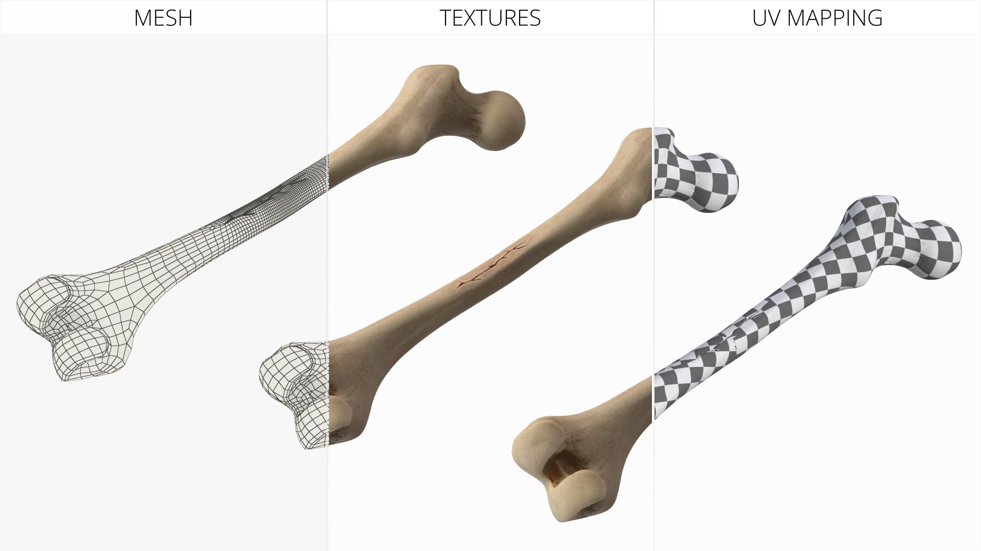 3D Human Femur Bone Anatomy https://p.turbosquid.com/ts-thumb/0r/d9NYAy/ab/human_femur_bone_anatomy_010/jpg/1782796082/1920x1080/fit_q87/596740e2453e6594c380a64bdcf9cc4637bb7b3a/human_femur_bone_anatomy_010.jpg