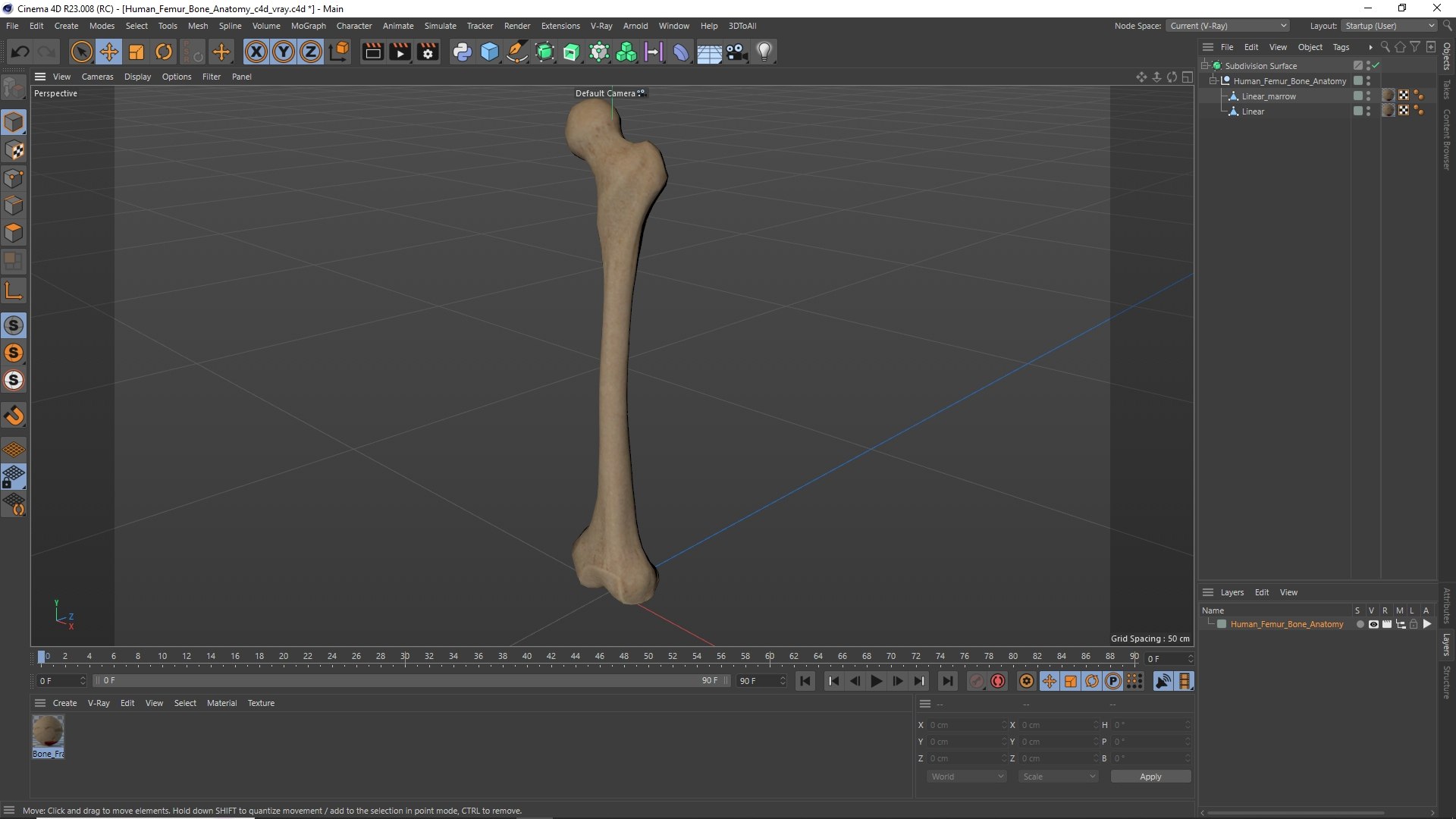 3D Human Femur Bone Anatomy https://p.turbosquid.com/ts-thumb/0r/d9NYAy/cO/human_femur_bone_anatomy_1003/jpg/1782796105/1920x1080/fit_q87/1dde99f6d28071760f69c494238926e60703ff2c/human_femur_bone_anatomy_1003.jpg