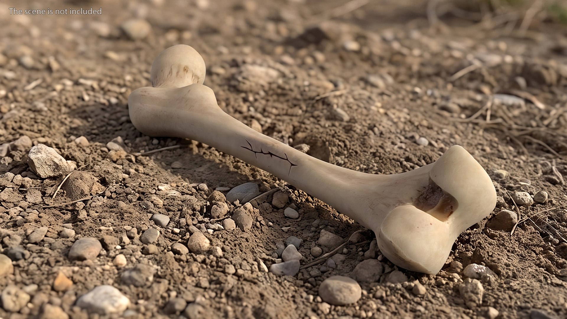 3D Human Femur Bone Anatomy https://p.turbosquid.com/ts-thumb/0r/d9NYAy/sZ/human_femur_bone_anatomy_004/jpg/1782796067/1920x1080/fit_q87/d14fbd373c0f36076328a2ca924da17c8566cdc1/human_femur_bone_anatomy_004.jpg