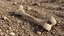 Human Femur Bone Anatomy