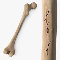 Human Femur Bone Anatomy