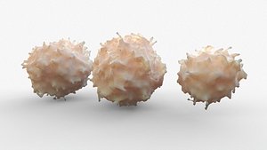 lymphocyte blood cells 3D model