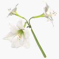 Amaryllis - White