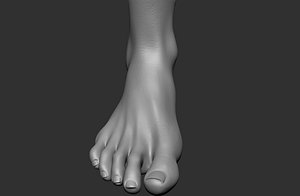 human foot 3D model