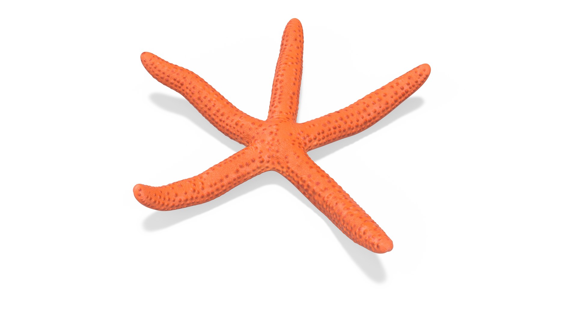 3D Red Sea Star Rigged model https://p.turbosquid.com/ts-thumb/0r/vpd5gG/Xr/redseastarrigged3dsmodel005/jpg/1714601421/1920x1080/fit_q87/6d3b4df82021f3c45362e8dc8e0743d3439f5136/redseastarrigged3dsmodel005.jpg